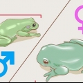 Se om din lövgroda är hane eller hona