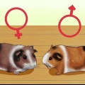 Se om ditt marsvin är gravid