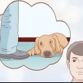 Se om din hund är deprimerad