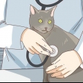 Se om din katt är deprimerad