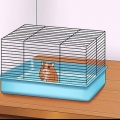 Få din hamster att lita på dig