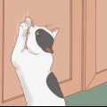 Att få en katt att sluta skrapa dörren
