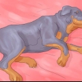 Se till att din hund inte längre sover i din säng