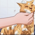 Få din katt att tåla ett bad