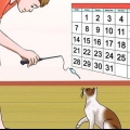 Stoppa din katt från att attackera dig