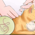 Håll din katt från att kräkas