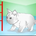 Att få kattungar att sluta jama