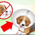 Ta hand om en hund med stygn