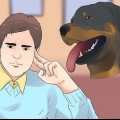 Ta hand om en rottweilervalp