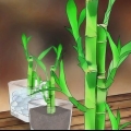 Ta hand om lycklig bambu
