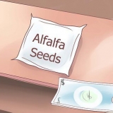 Odling av alfalfagroddar