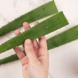 Äta aloe vera