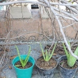 Aloe vera växter