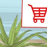 Odla och använda aloe vera för medicinska ändamål