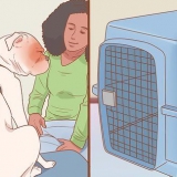 Att åka bil med din hund
