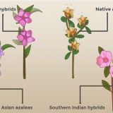 Plantera azaleor