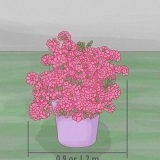 Beskärning av azaleor