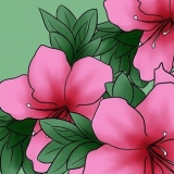 Att ta hand om azaleor