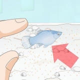 Att ta hand om baby platy fisk