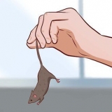 Ta hand om babymöss