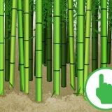 Skära bambu