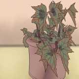 Att odla begonia