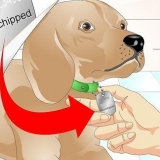 Avgöra om en hund har ett chip