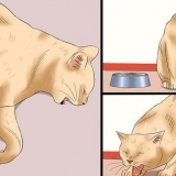 Hur man avgör om en katt har rabies