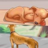 Bestämma om din hund ska sova