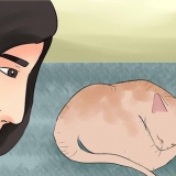 Avgöra om din katt är död