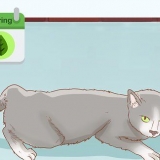 Avgöra om din katt är dräktig