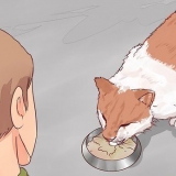 Besluta om din katt ska sova