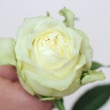 Måla blommor