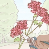 Förökning av bougainvillea