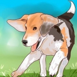 Träning beagle