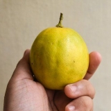 Mogna citroner