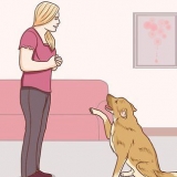 Kommunicera med din hund