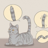 Kommunicera med din katt