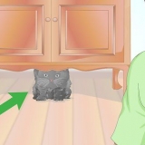 Kollar om en katt har feber