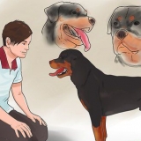 Kontrollera om din hund är frisk och glad