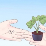 Odla zucchini