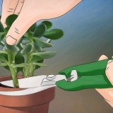Växande crassula ovata
