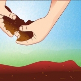 Förbereda jorden för tomatplantor