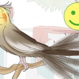 Förstå cockatiels gester