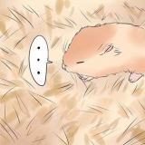 Behandla din hamsters brutna ben