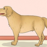 Mätning av längden på en hund