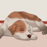 Att klippa en hunds naglar