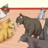 Att känna igen tecknen på kattmisshandel