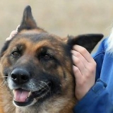 Mäta din hunds temperatur utan att använda en termometer