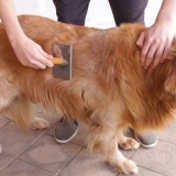 Anser en golden retriever's coat